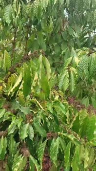 Đất nền Xã Ea Ktur, Cư Kuin, Đắk Lắk 5400m² - Sổ đỏ chính chủ!