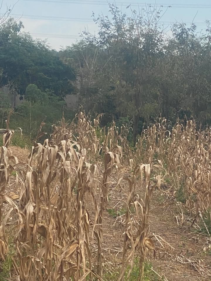 Đất Vườn Đắk Lắk 9800m² - Ôm Suối, Mặt Tiền Miên Man, Giá Tốt Nhất