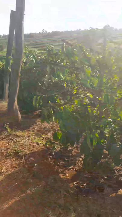 Đất rẫy Chư Sê 3000m² - Giá 900 triệu, đầu tư dài hạn!