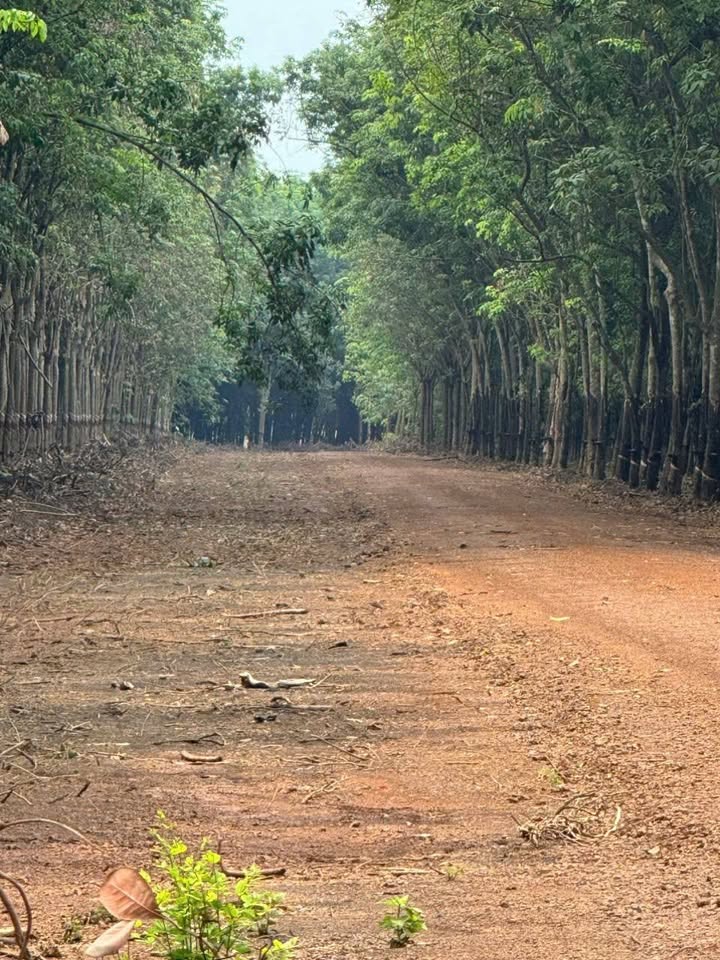 Đất nền 360m² Ấp 7, Đồng Xoài - Sổ hồng sẵn, giá đầu tư