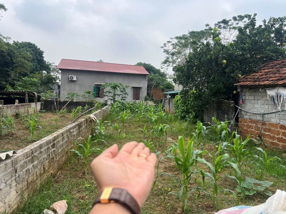 Đất nền Bình Sơn, Sơn Đông 139m² - Sổ đỏ chính chủ, ô tô vào tận nơi