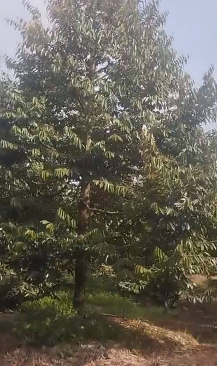 Bán Gấp Vườn Trái Cây 13.000m² Tiền Giang - Giá Tốt 7.8 Tỷ