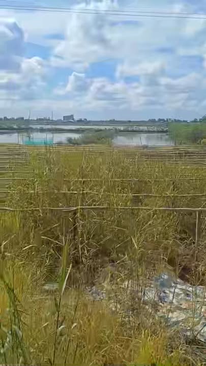 Đất vườn Xã Lợi An, Cà Mau 1080m² - Sổ hồng rõ ràng, view sông!