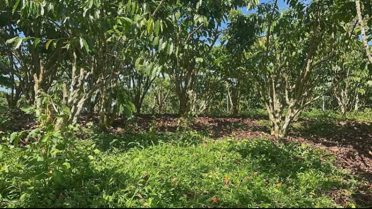 Đất nền Tân Lạc, Bảo Lâm 187m² giá 600 triệu - Sổ đỏ chính chủ