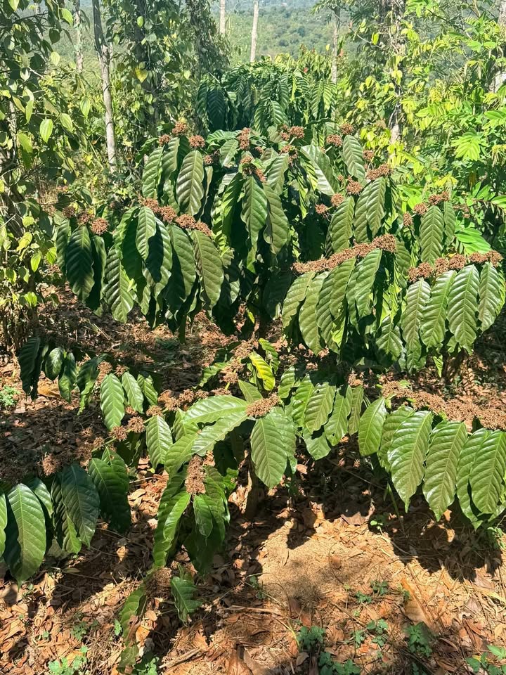 Đất Vườn Đăk Nông 1.8ha - Giá Đầu Tư 879 Triệu