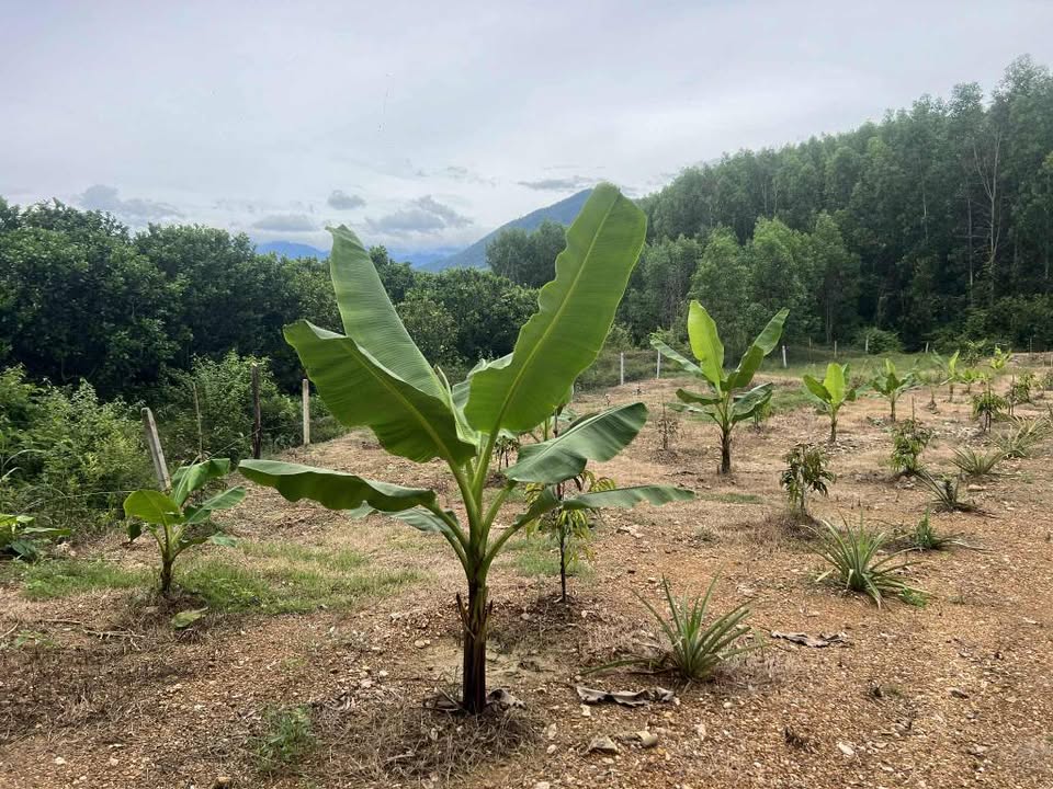 Bán Gấp 3 Lô Đất Vườn Khánh Trung, Khánh Hòa - 600m² Full Thổ Cư