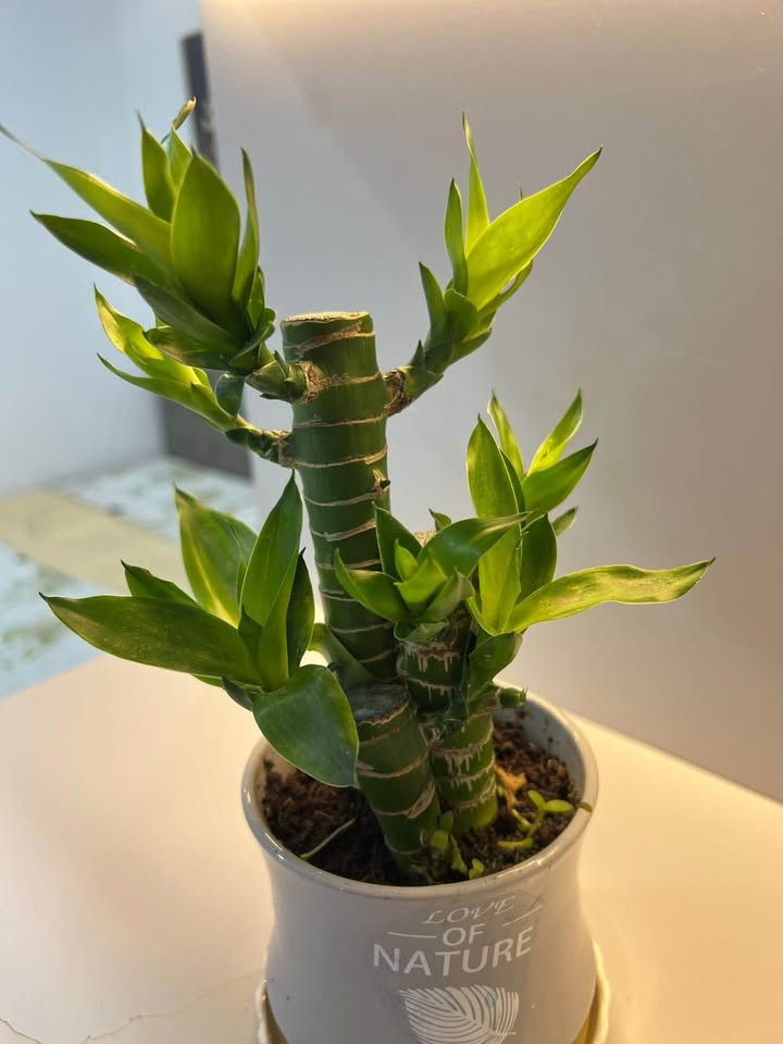 Căn hộ CT5 Vĩnh Điềm Trung Nha Trang 60m² - Full nội thất cao cấp!