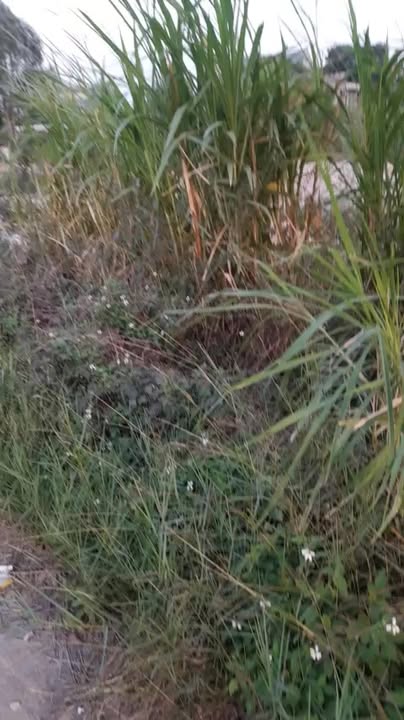 Đất nền 16400m² KCN Đồng Phúc, Bắc Giang - Sổ đỏ thổ cư, giá đầu tư