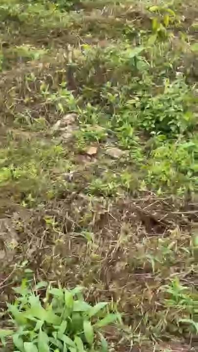 Đất sầu riêng 2.2ha Krông Búk, Đắk Lắk - Đầu tư sinh lời