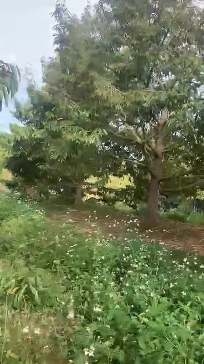 Rẫy Sầu Riêng Ea Súp Đắk Lắk 3240m² - Đầu tư dài hạn!