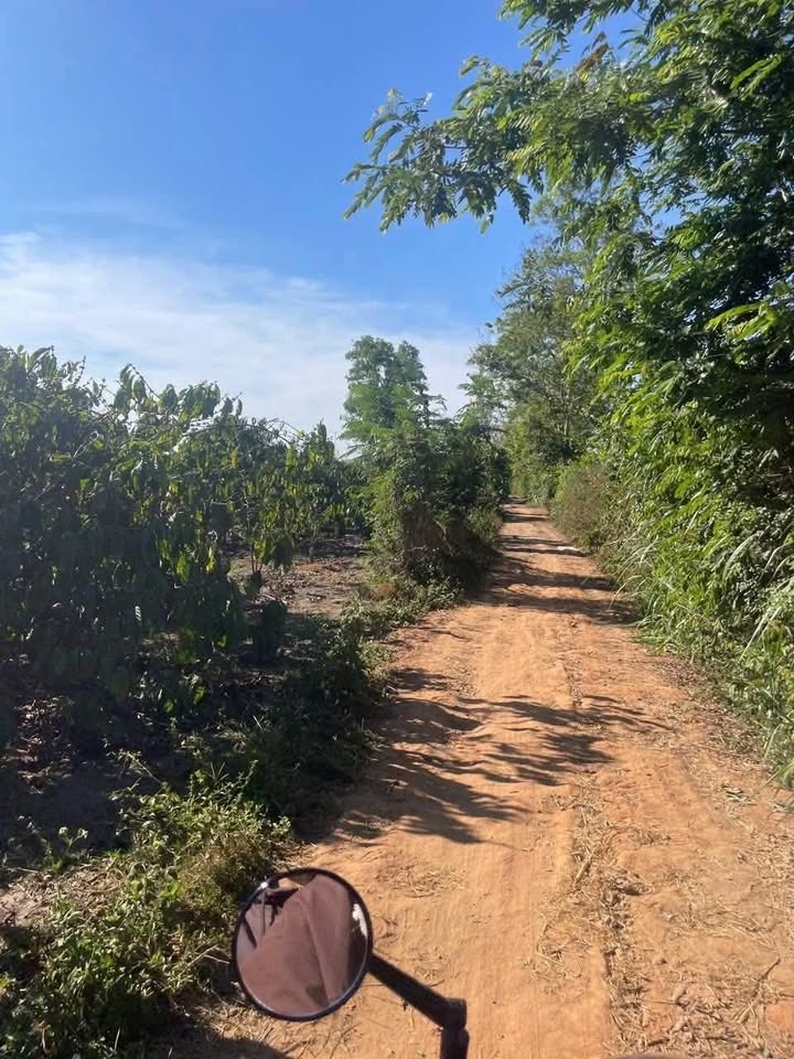 Bán Rẫy 5 Sào Nghĩa Lập - Krông Pắc - Đắk Lắk - 1.65 Tỷ