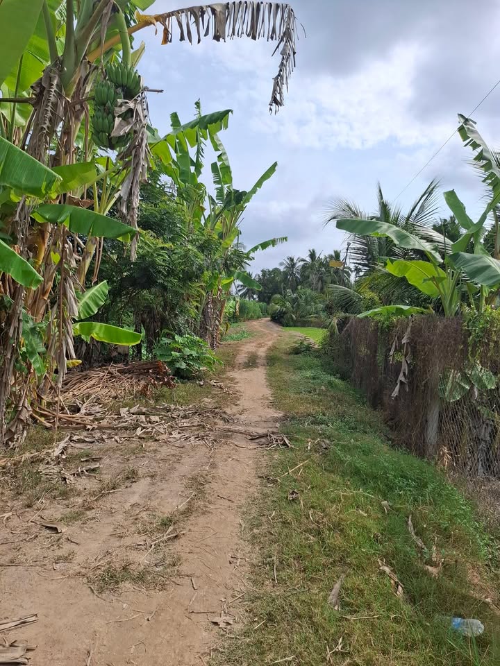 Đất Vườn Vũng Liêm 7107m² - Sinh thái xanh, đầu tư dài hạn!