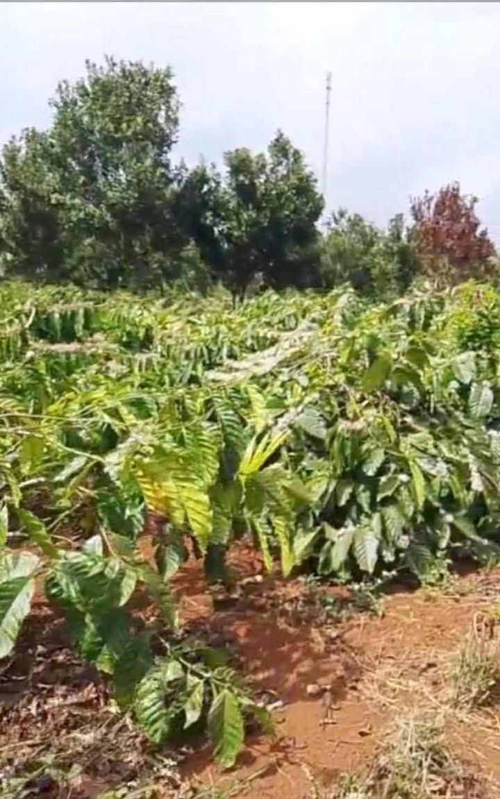 Đất nền Krông Năng - 1440m² 2 mặt đường, sổ đỏ, giá 2.5 tỷ