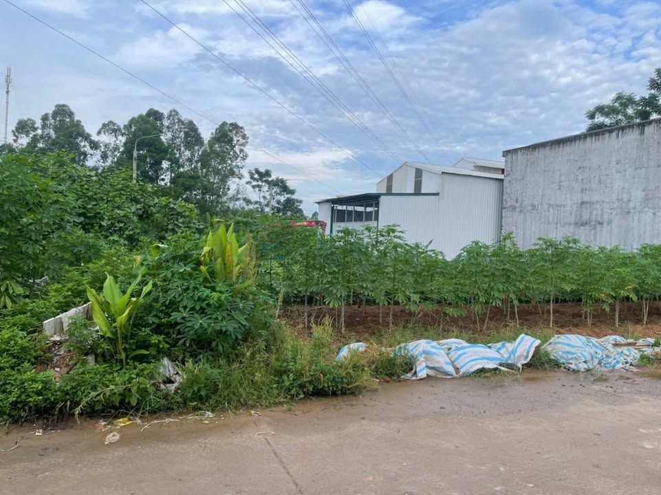 Đất nền Phượng Lâu, Việt Trì 152m² - Sổ đỏ chính chủ, tiềm năng sinh lời!