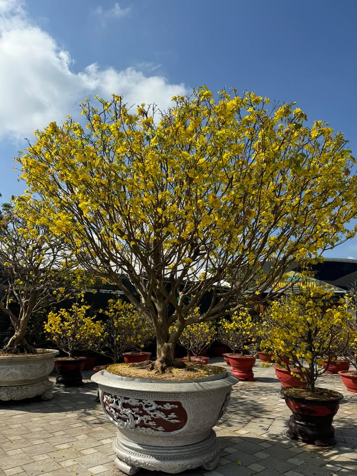 Đất nền Thăng Bình, Quảng Nam 3800m² - Tiềm năng tăng giá vượt trội!