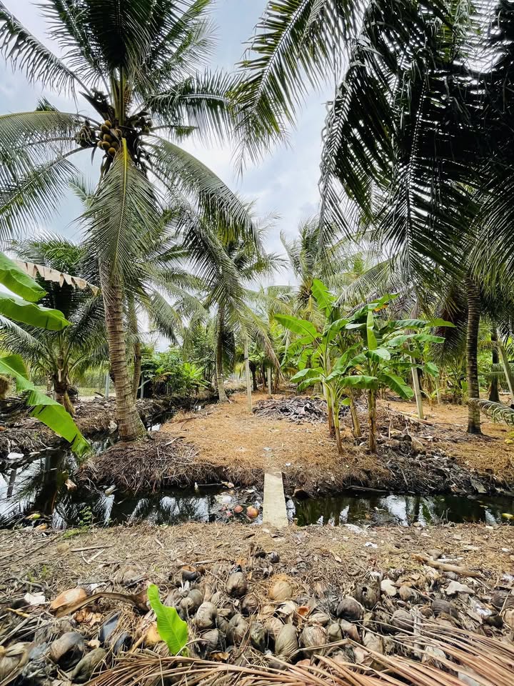 Đất Vườn Tiền Giang 1770m² Sổ Hồng Riêng - Giá Đầu Tư 1.9 Tỷ