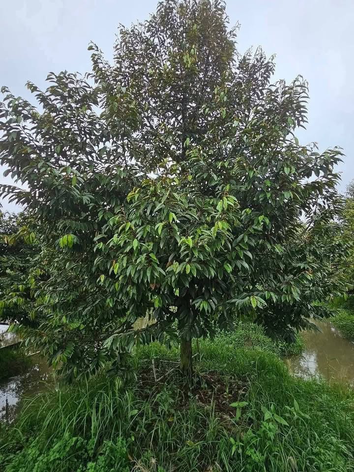 Đất Vườn Tiền Giang 10.000m² Mặt Tiền Nhựa - Sầu Riêng Trĩu Quả, Sẵn Sàng Sinh Lời