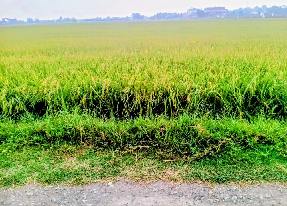 Đất nền Mỹ Hạnh Nam 150m² giá 799 triệu - Sổ đỏ chính chủ