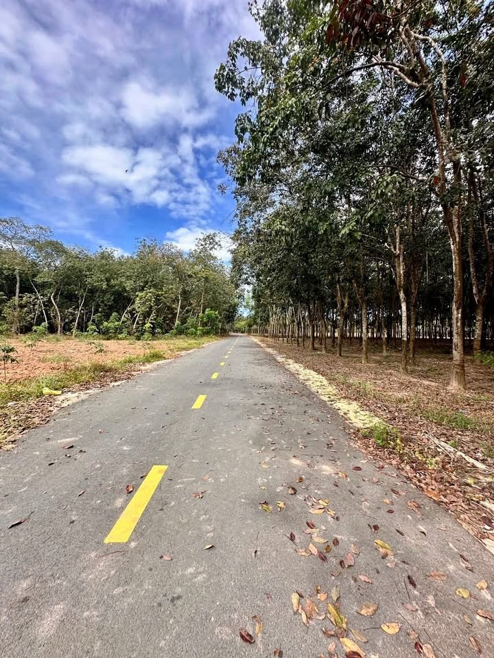 Đất nền Chánh Phú Hòa, Bến Cát từ 1.5 tỷ - Tiềm năng tăng giá!