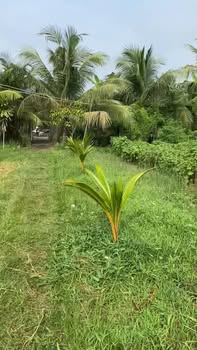 Bán đất 1000m² Xã Bình Ninh, Chợ Gạo - Sổ đỏ sẵn sàng