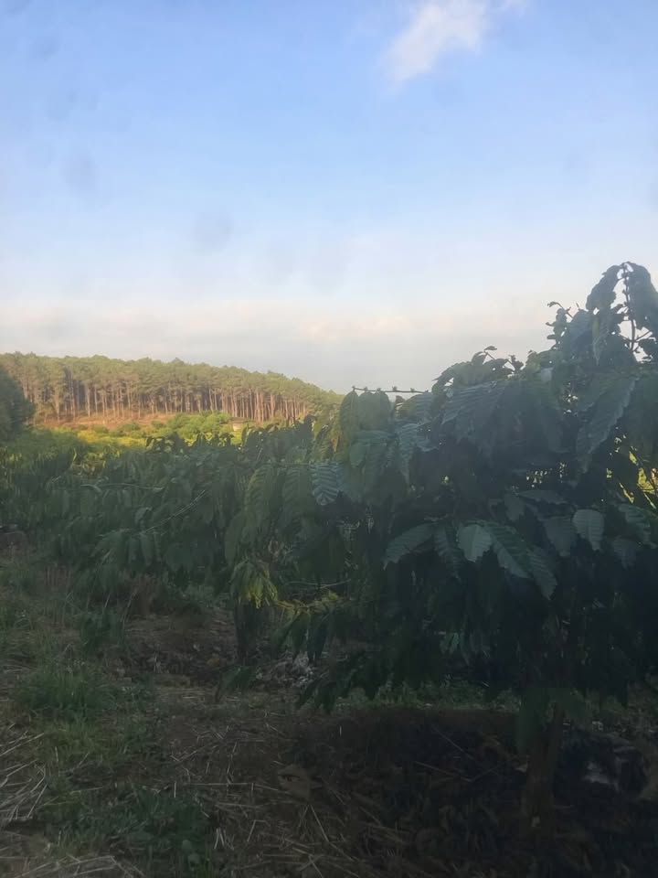 Bán đất cà phê Đức Trọng 10.800m² - Sổ trích lục, giá tốt 200 triệu/sào