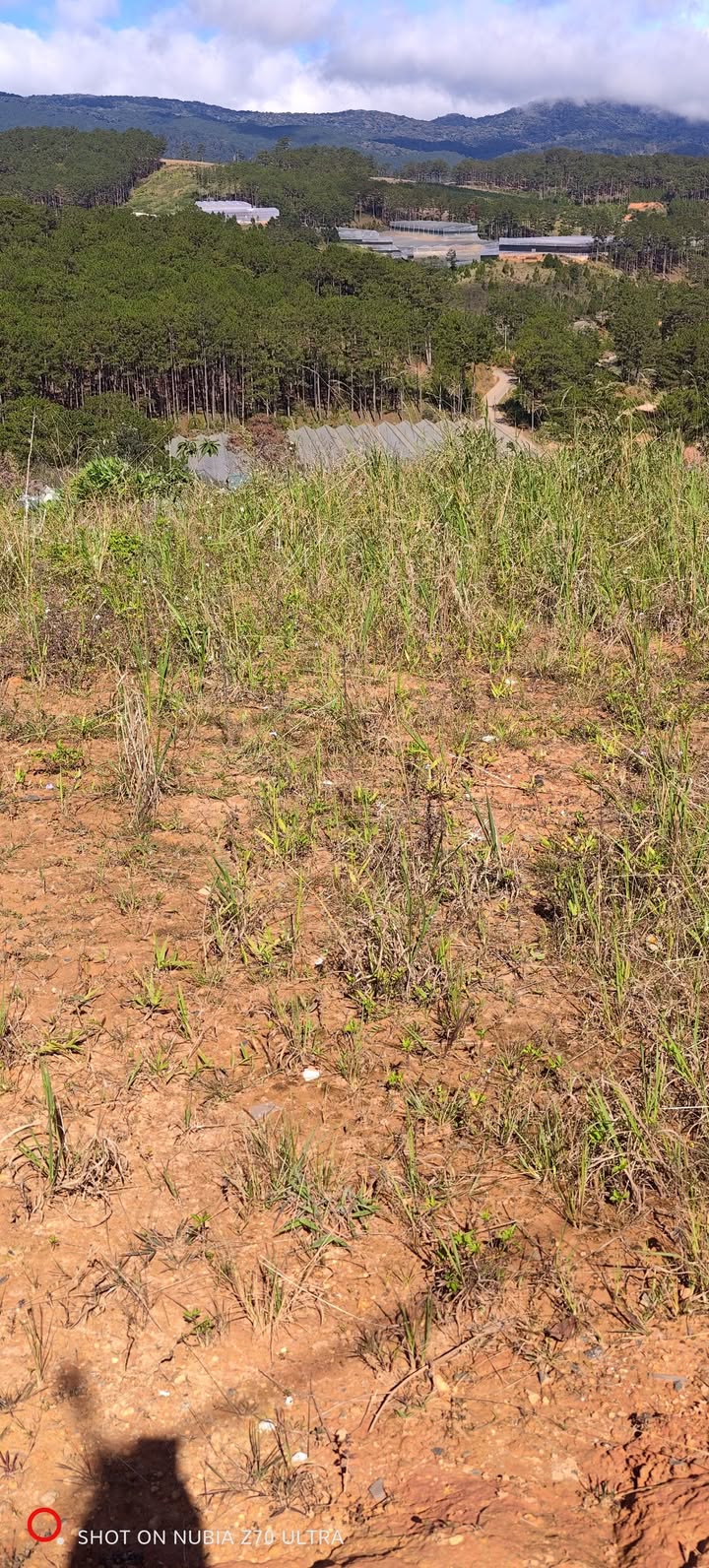 Bán Đất Nông Nghiệp Lạc Dương 6500m² - Sổ Đỏ Sạch, Giá Đầu Tư