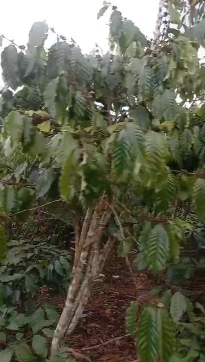 Đất nền Lộc Quảng, Bảo Lâm 3600m² - Sổ đỏ chính chủ, đường ô tô tải tới đất!