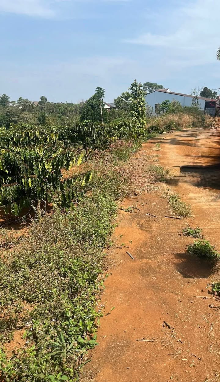 Đất nền Krông Nô 680m² giá 980 triệu - Tiềm năng tăng giá!