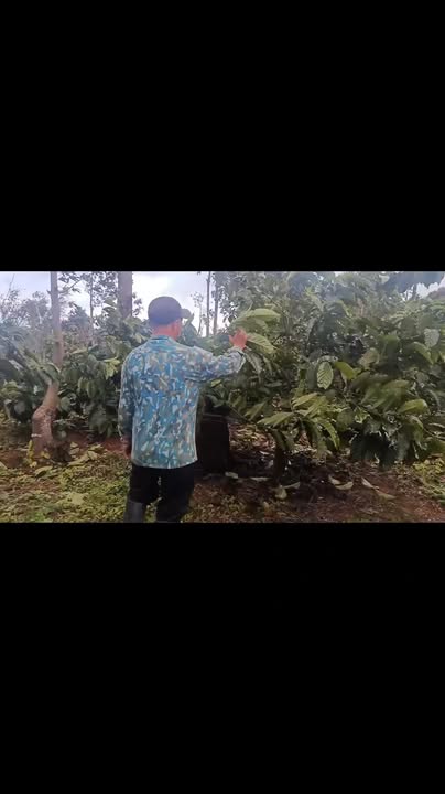 Bán Đất Vườn 10000m² Đắk Nông - Giá Đầu Tư 1.3 Tỷ