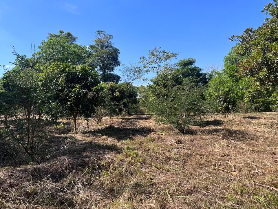 Đất sào Hòa Xuân Nam 11.000m² giá 1.8 tỷ - View thiên nhiên tuyệt đẹp!