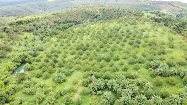 Farm Sầu Riêng 8 Hecta Đắk Nông - Sẵn Sàng Thu Hoạch Lợi Nhuận
