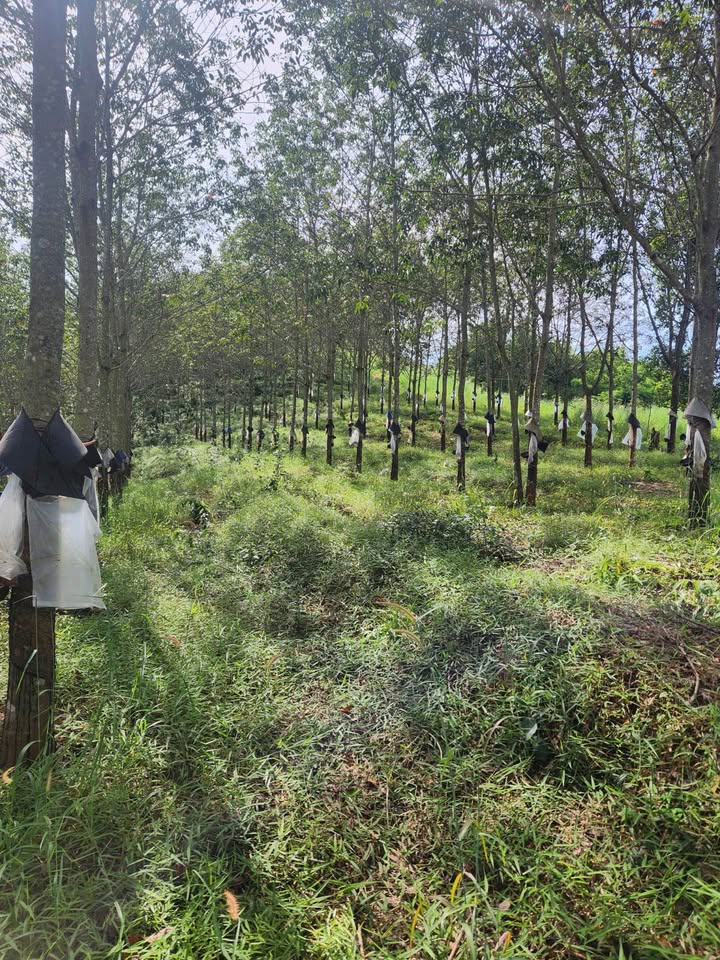 Đất Vườn Đắk Hà Kon Tum 1.7ha - Giá Đầu Tư Tốt!