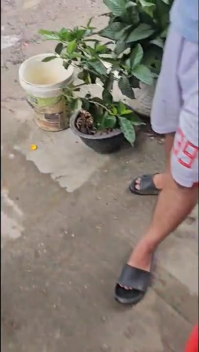 Bán Gấp Dãy Trọ 216m² Mặt Tiền Hội Nghĩa - Thu Nhập 15 Triệu/Tháng