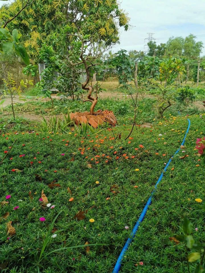 Đất vườn 5000m² Xã Hàm Hiệp, Hàm Thuận Bắc - Nghỉ dưỡng lý tưởng!