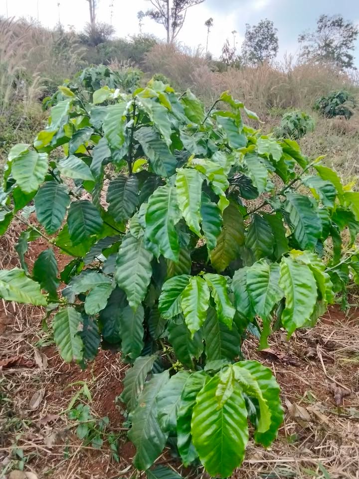 Bán Đất Vườn Đắk Nông 6.5 Ha - 9000 Cây Cafe, 800 Sầu Riêng Thái