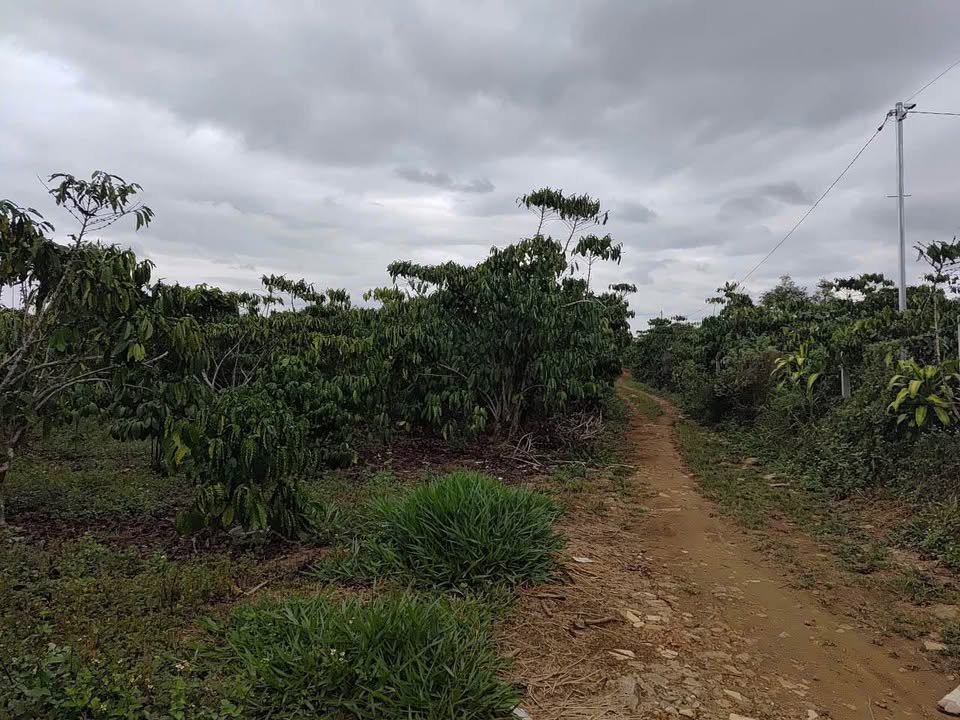 Đất nền Bảo Lộc 2500m² giá chỉ 900 triệu - Tiềm năng tăng giá!