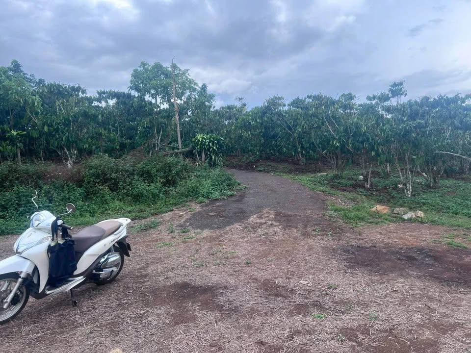 Bán 17.000m² đất view đẹp Bảo Lộc - Sổ hồng sẵn sàng