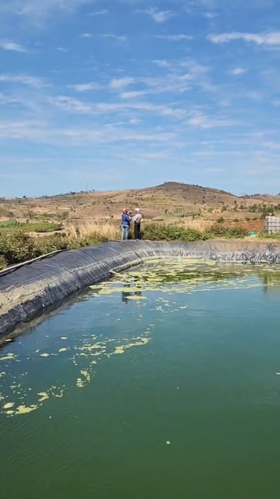 Đất Vườn Gia Lai 8.5ha 8 Tỷ - Nghỉ Dưỡng Lý Tưởng!