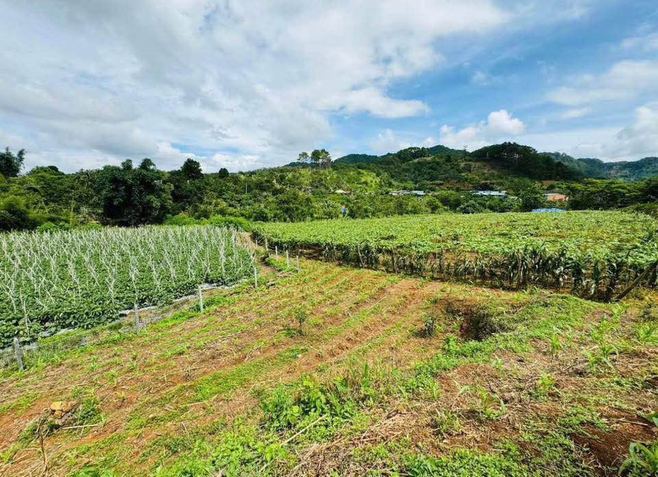 Đất Nền Dran Lâm Đồng 2880m² - View Đồi Hồng Siêu Đẹp, Giá Chỉ 4 Tỷ