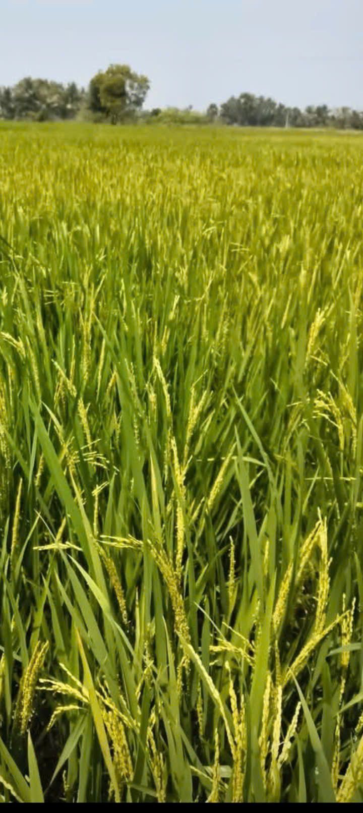 Bán Đất Vĩnh Phú, Giang Thành, Kiên Giang - 36.000m² Sổ Đỏ, Giá 2.54 Tỷ