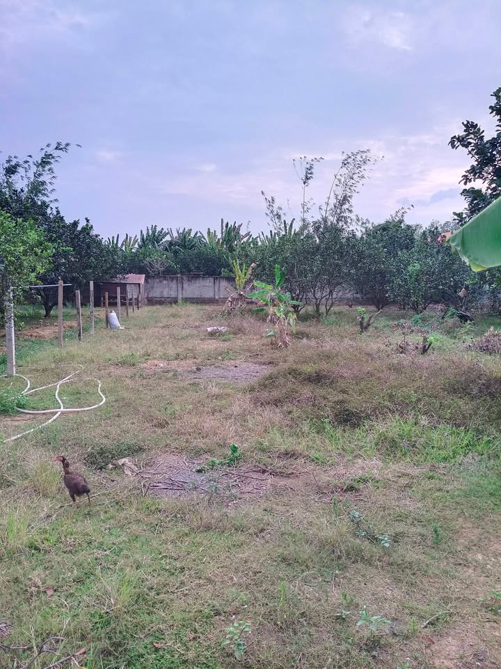 Đất Tân Bình Vĩnh Cửu 1.100m² 5.5 tỷ - Đường 2 làn ô tô