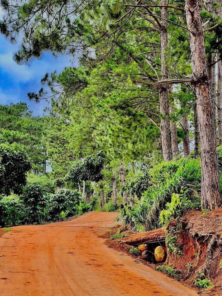 Đất Nền Hai Mặt Tiền Nam Ban, Lâm Hà - 407m² Sổ Riêng, Giá Đầu Tư 1.3 Tỷ