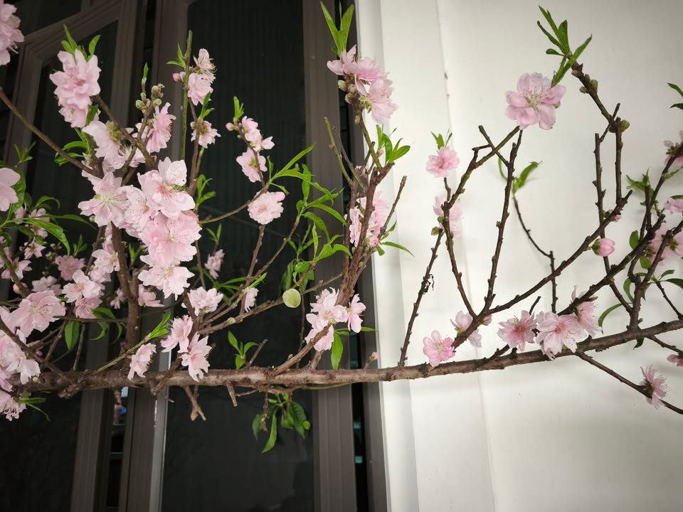 Đất nền Đồng Hoà, Kiến An 44.5m² - Sổ Đỏ Chính Chủ, Giá 1.7x Tỷ