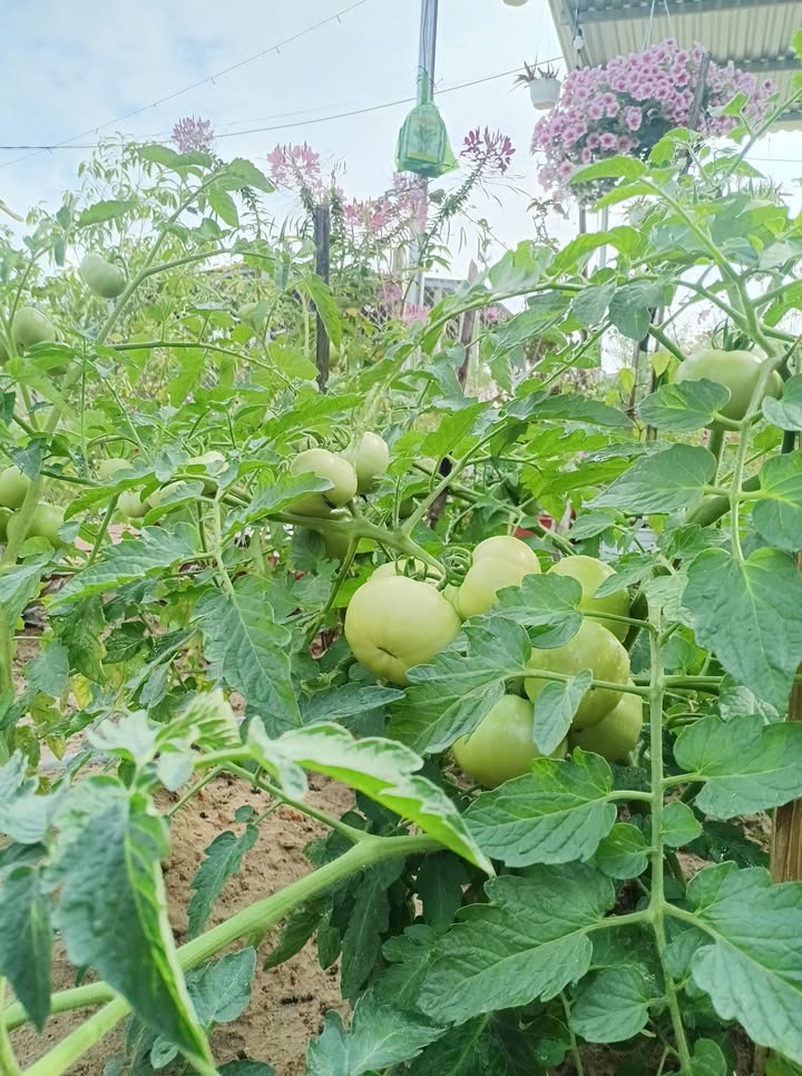 Đất nền Hòa Quý, Ngũ Hành Sơn 140m² - Đường to ô tô, sổ đỏ chính chủ