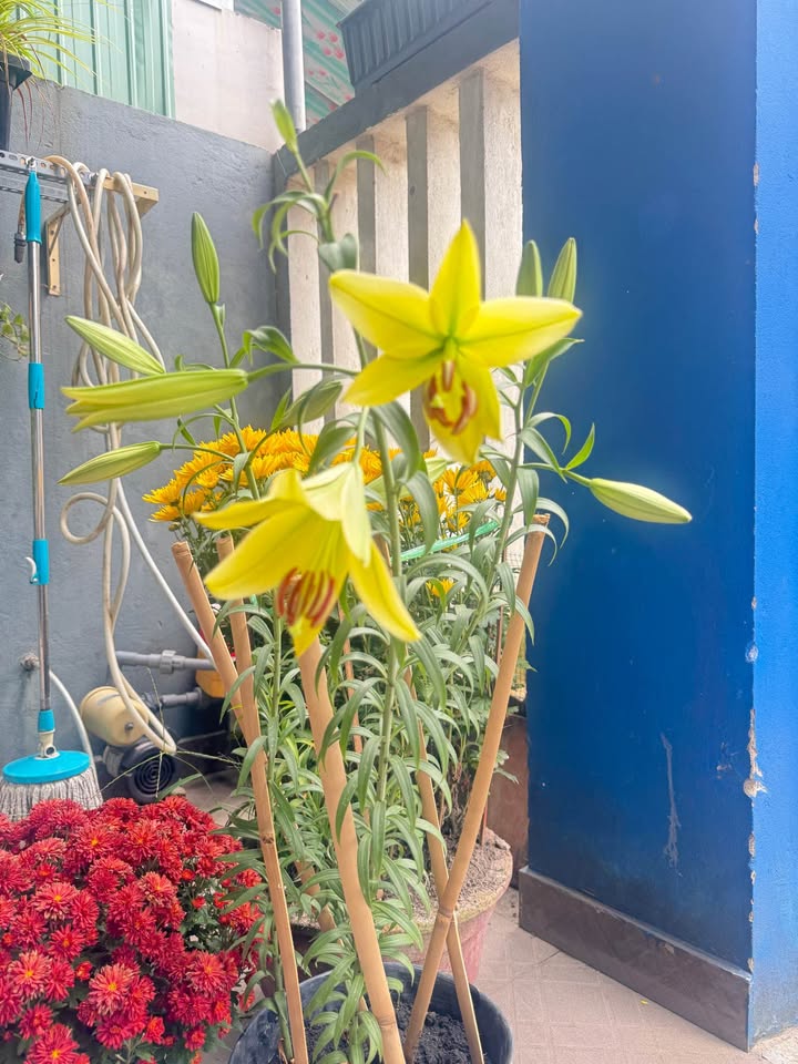 Đất Lô Góc 2 Mặt Tiền Chính Hữu, Sơn Trà - 126m² Giá 26.5 Tỷ TL