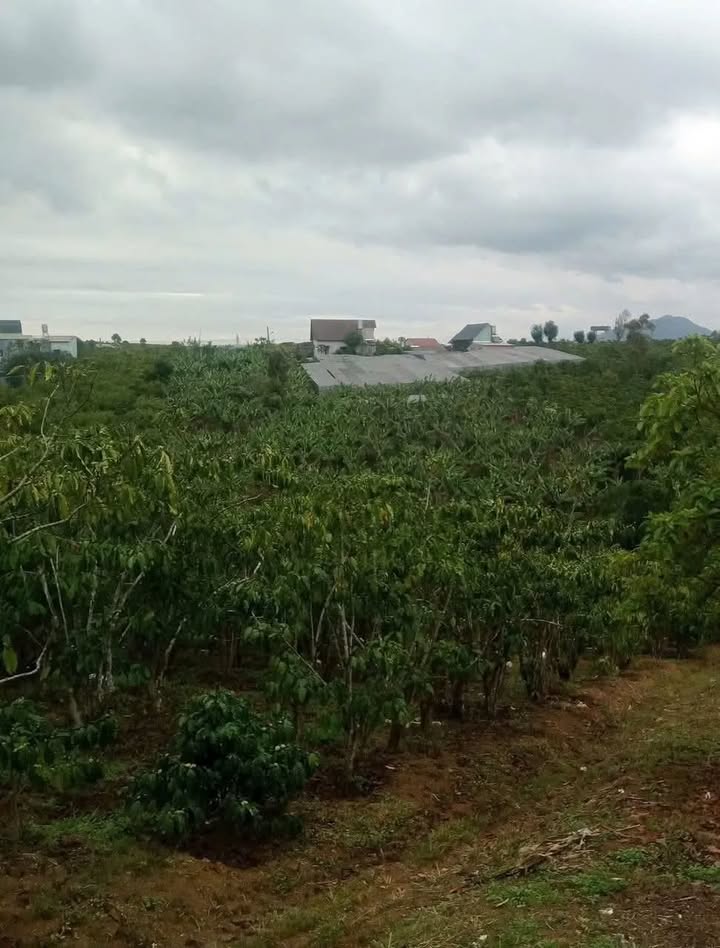 Đất vườn Lộc An, Bảo Lâm 720m² giá 730 triệu - Sổ đỏ chính chủ