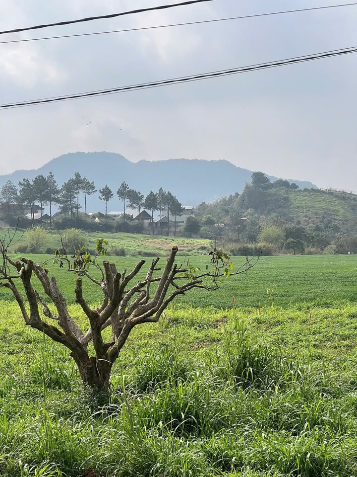 Đất nền Mộc Châu 375m² view đồi cỏ - Sổ đỏ sẵn sàng