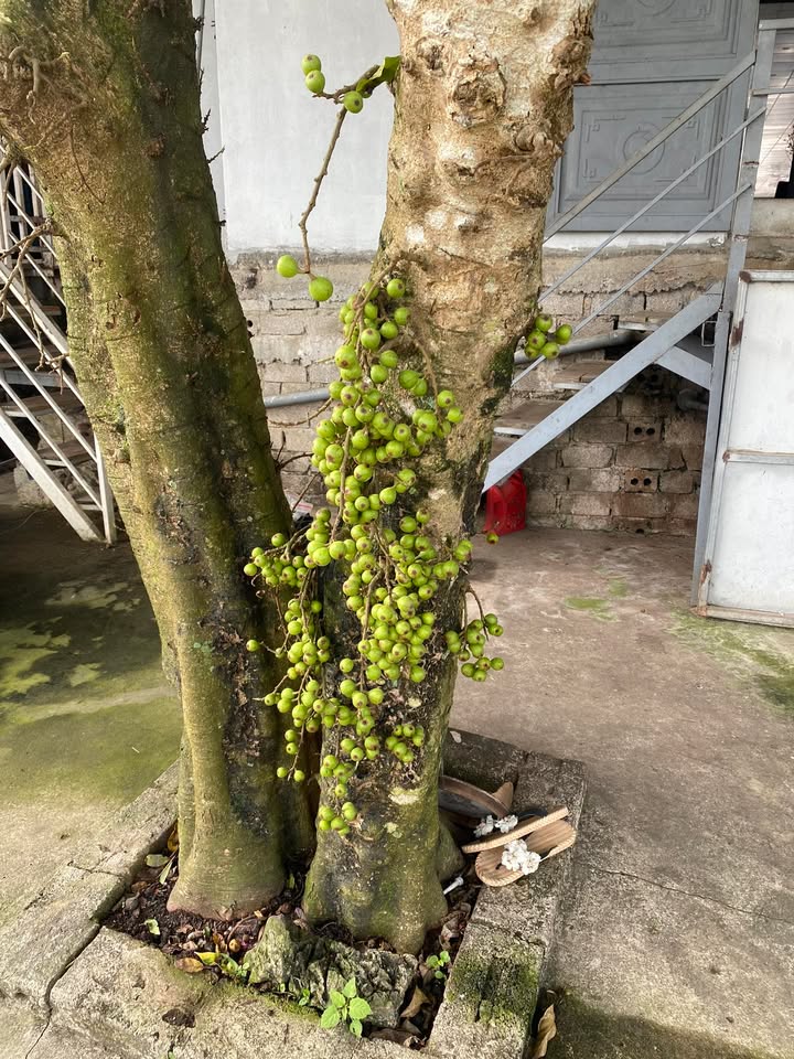 Đất nền 119m² Phường Đông Khê, Ngô Quyền - Gần nút giao cao tốc