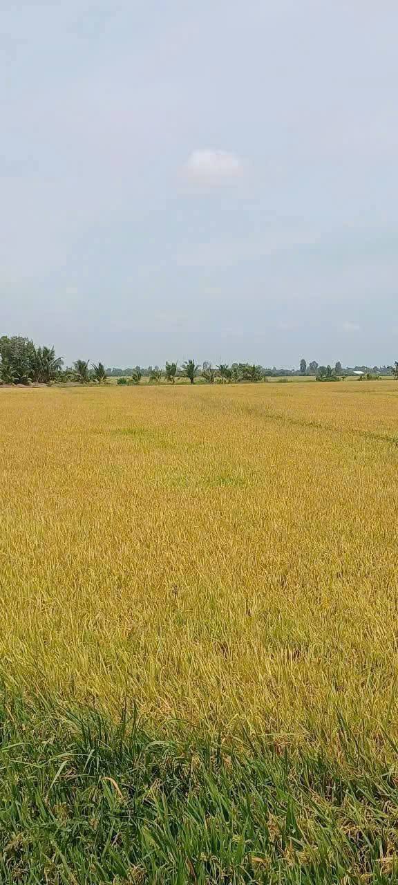 Đất Ruộng Ấp Phước Hòa, Kiên Giang 7465m² - Tiềm năng tăng giá vượt trội!