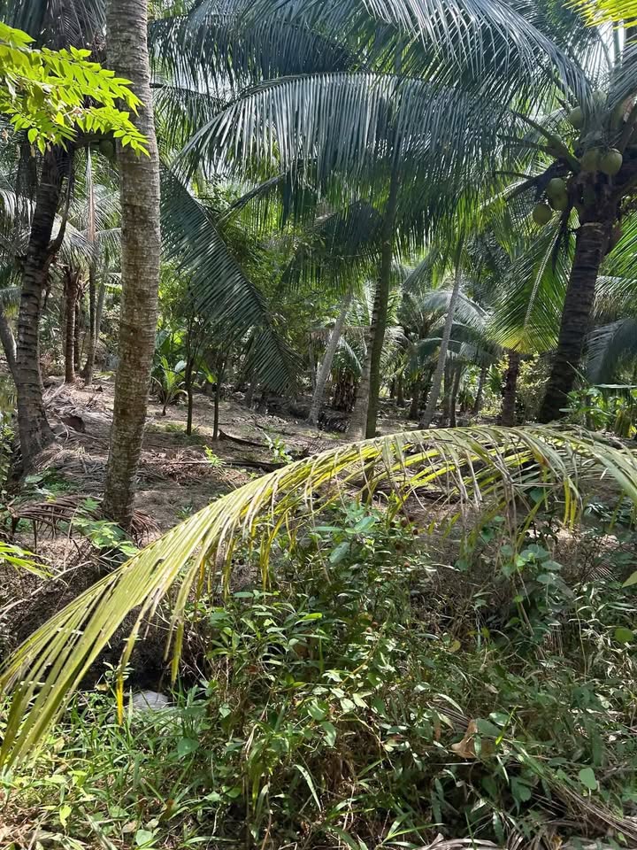 Đất nền Vang Quới Đông, Bình Đại 514m² giá 480 triệu - Tiềm năng tăng giá!